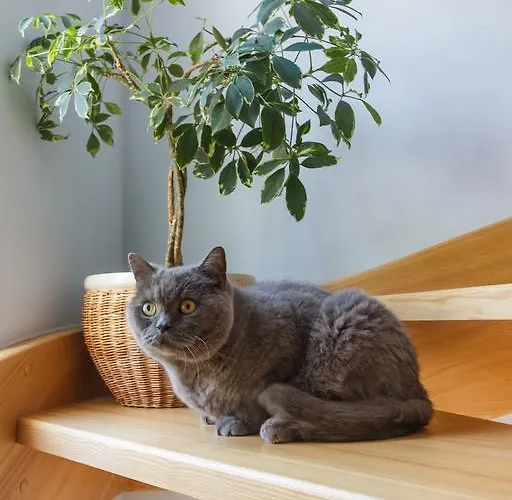 בית הארחה Claudia 3*